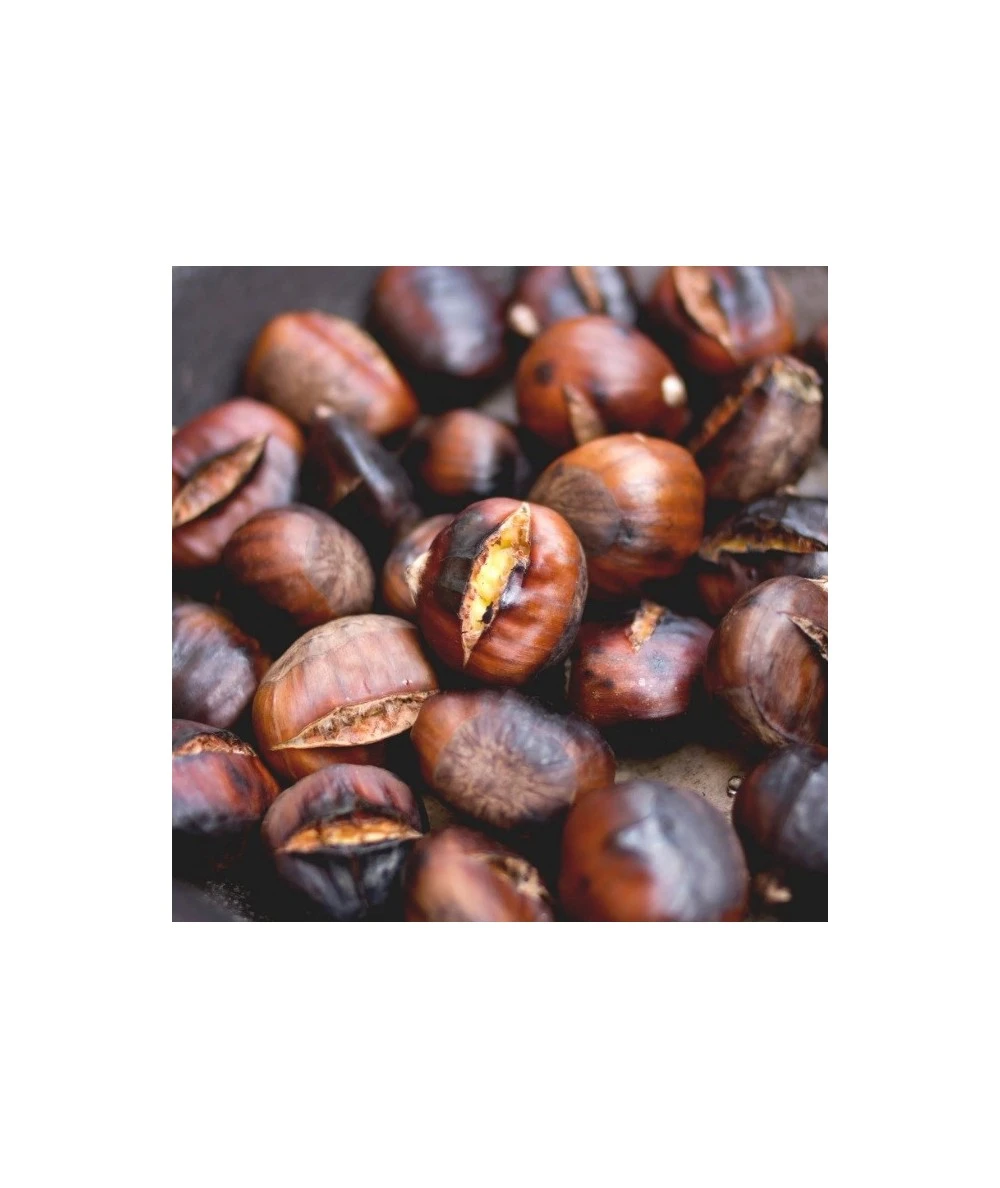 ASADOR CASTAÑAS 5 KG TAMBOR ACERO INOXIDABLE BALUJA 2 ASADOR CASTAÑAS 5 KG TAMBOR ACERO INOXIDABLE BALUJA - Imagen 2