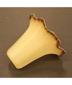 TULIPA CRISTAL NAPOLI CREMA -Bazar Casa Sole tulipa cristal napoli crema 3