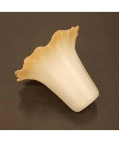 TULIPA CRISTAL NAPOLI OMDAM -Bazar Casa Sole tulipa cristal napoli omdam 2